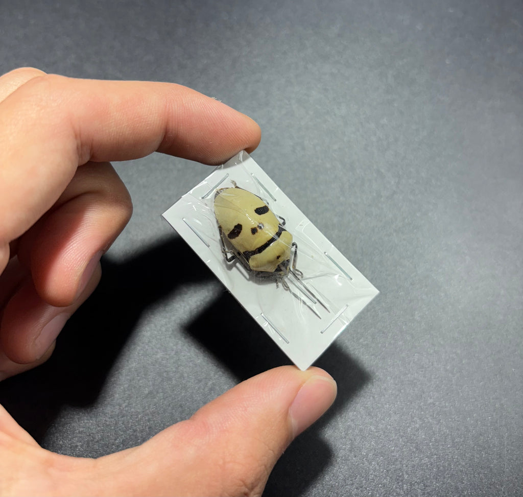 Eucorysses grandis deaths head bug