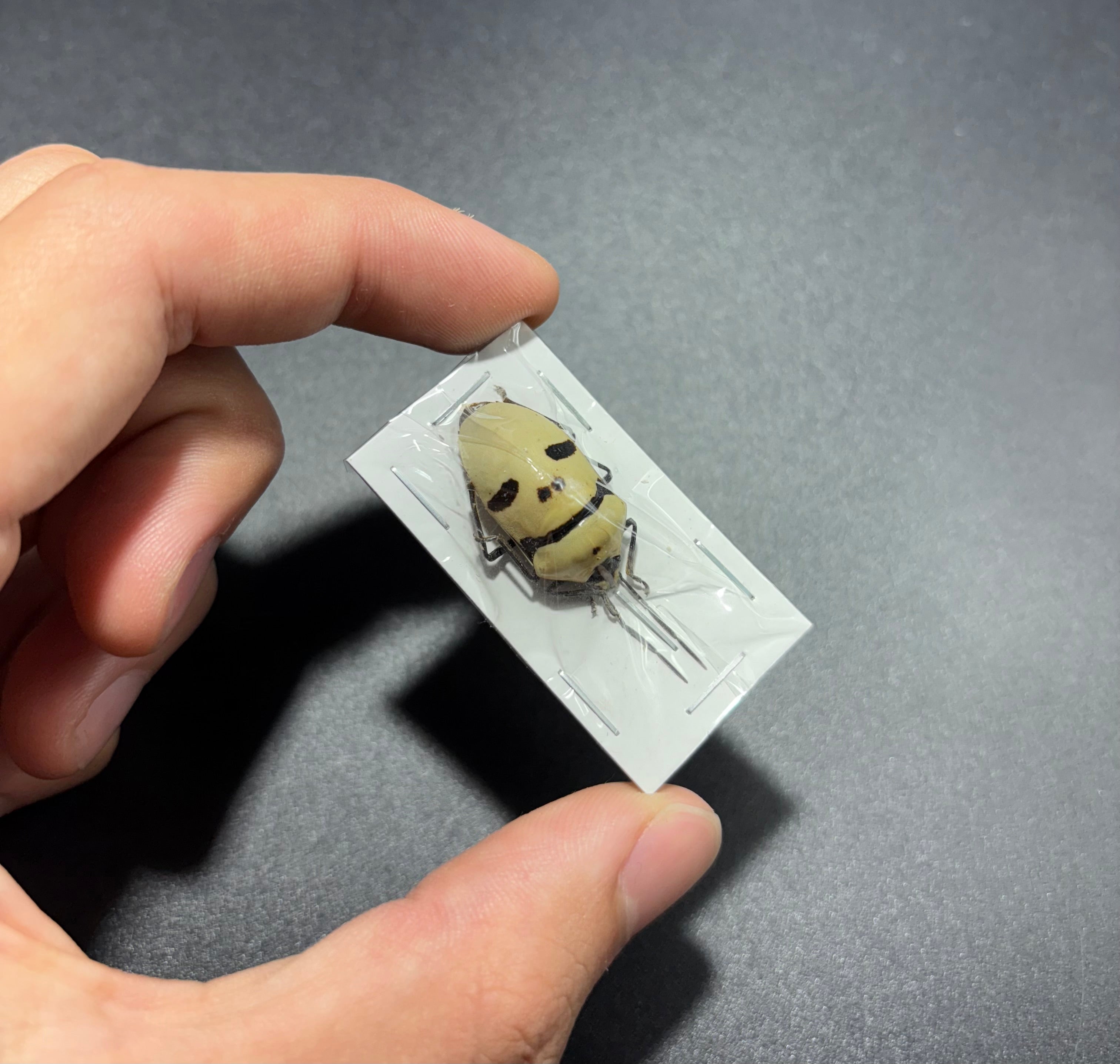 Eucorysses grandis deaths head bug