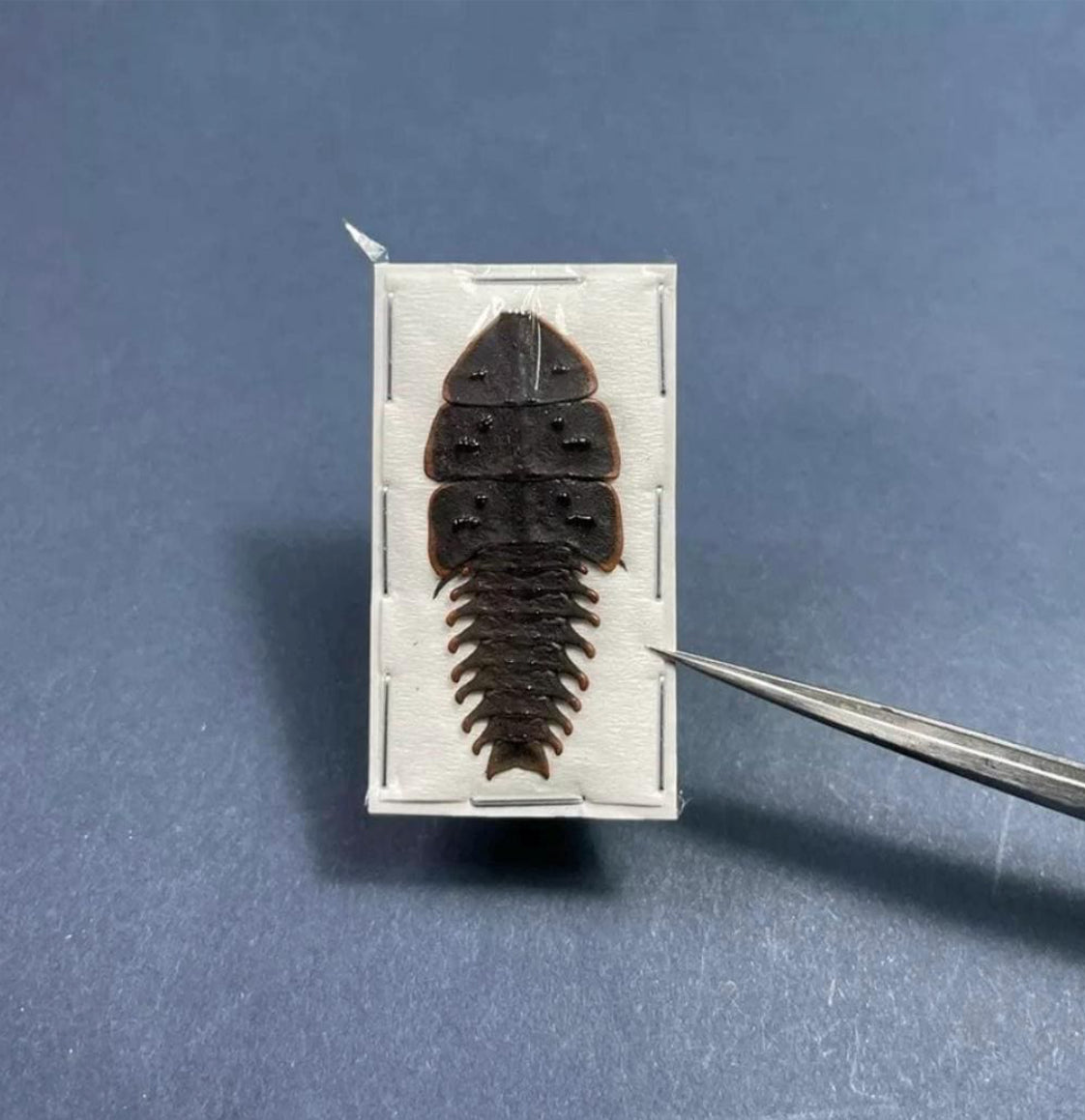 Platerodrilus ruficollis Tribolite Beetle Indonesia