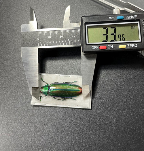 Chrysochroa aurora green/red beetle