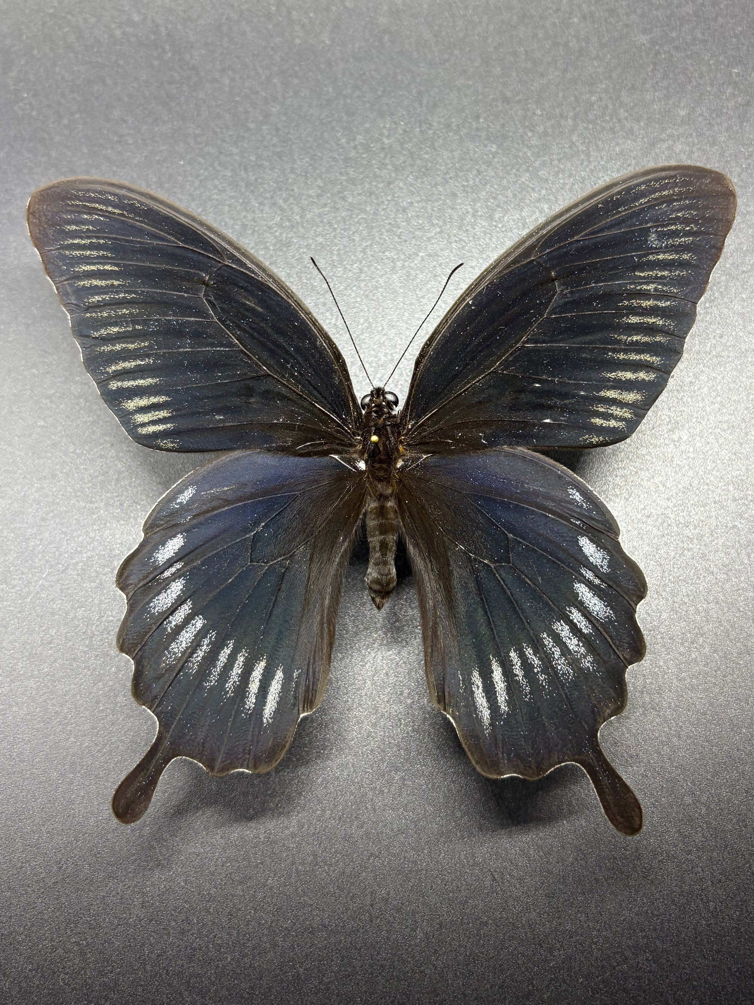 Papilio deiphobus deiphobus Orange and black butterfly Indonesia