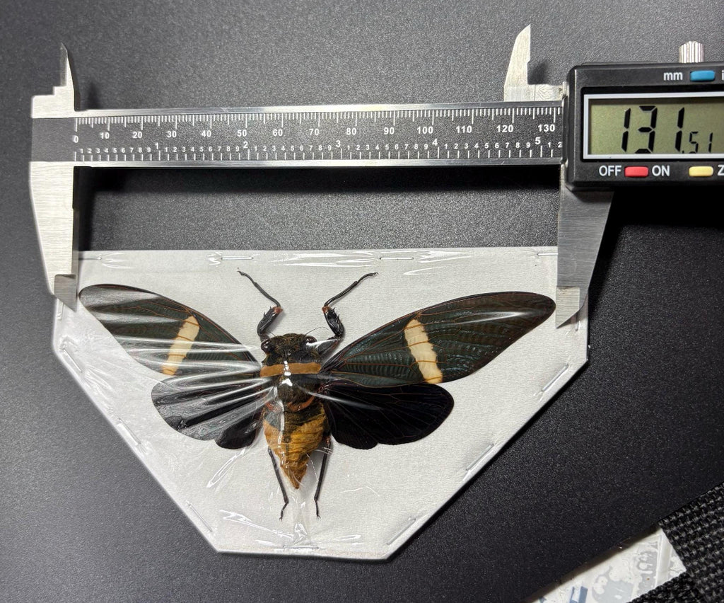 Tosena fasciata (spread) Cicada specimen