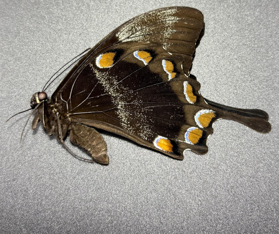 Papilio Ulysses butterfly Indonesia (UNMOUNTED) wings closed