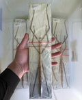 Nesiophasma giganteum Giant Stick Bug