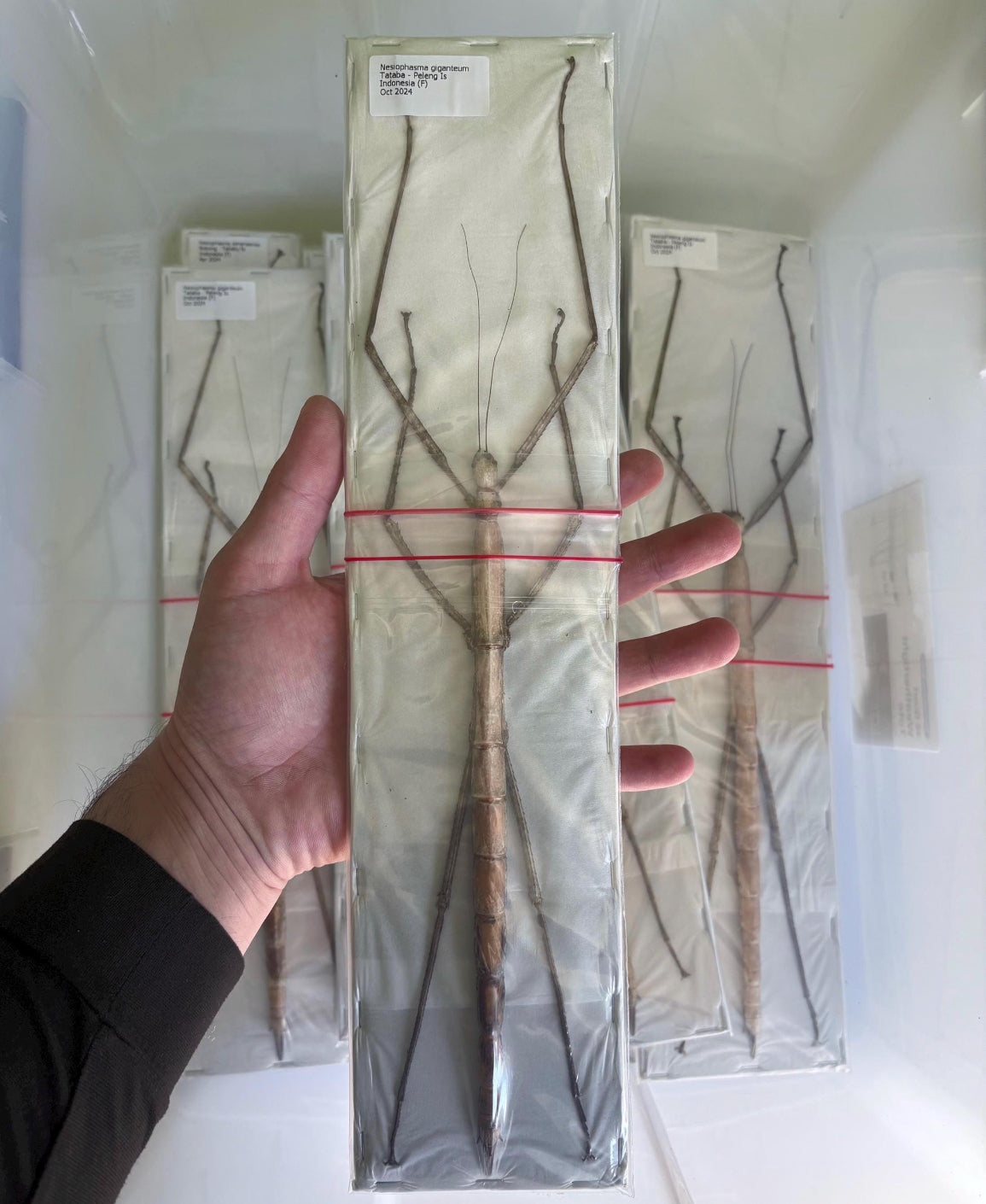 Nesiophasma giganteum Giant Stick Bug