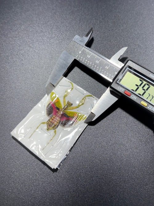 Creobroter gemmatus, Female, Mounted (wings spread) praying mantis